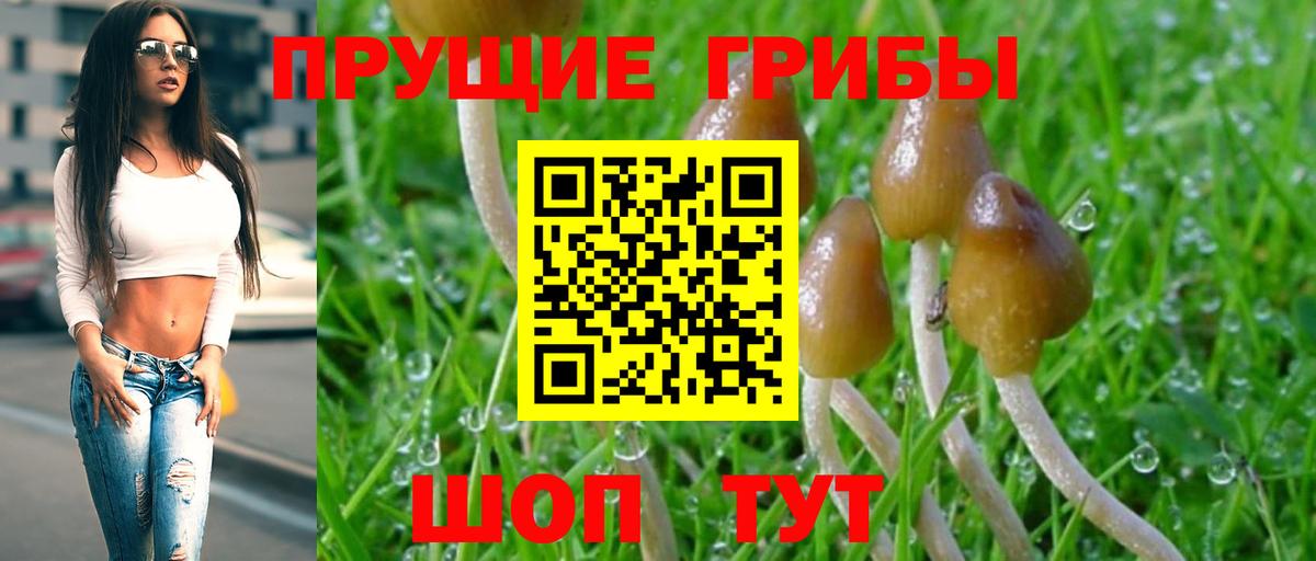 Галлюциногенные грибы Psilocybine cubensis  Галлюциногенные грибы Magic Shrooms  Полысаево  Вход с VPN 
